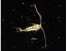 Photo of Tortanus sp.